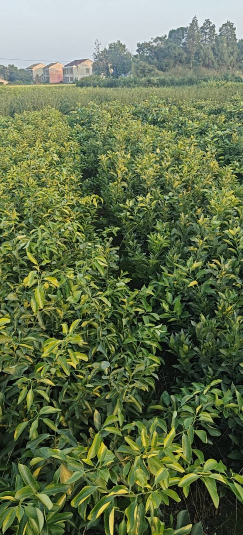 爱媛46号早熟耙耙柑阿蜜达苗