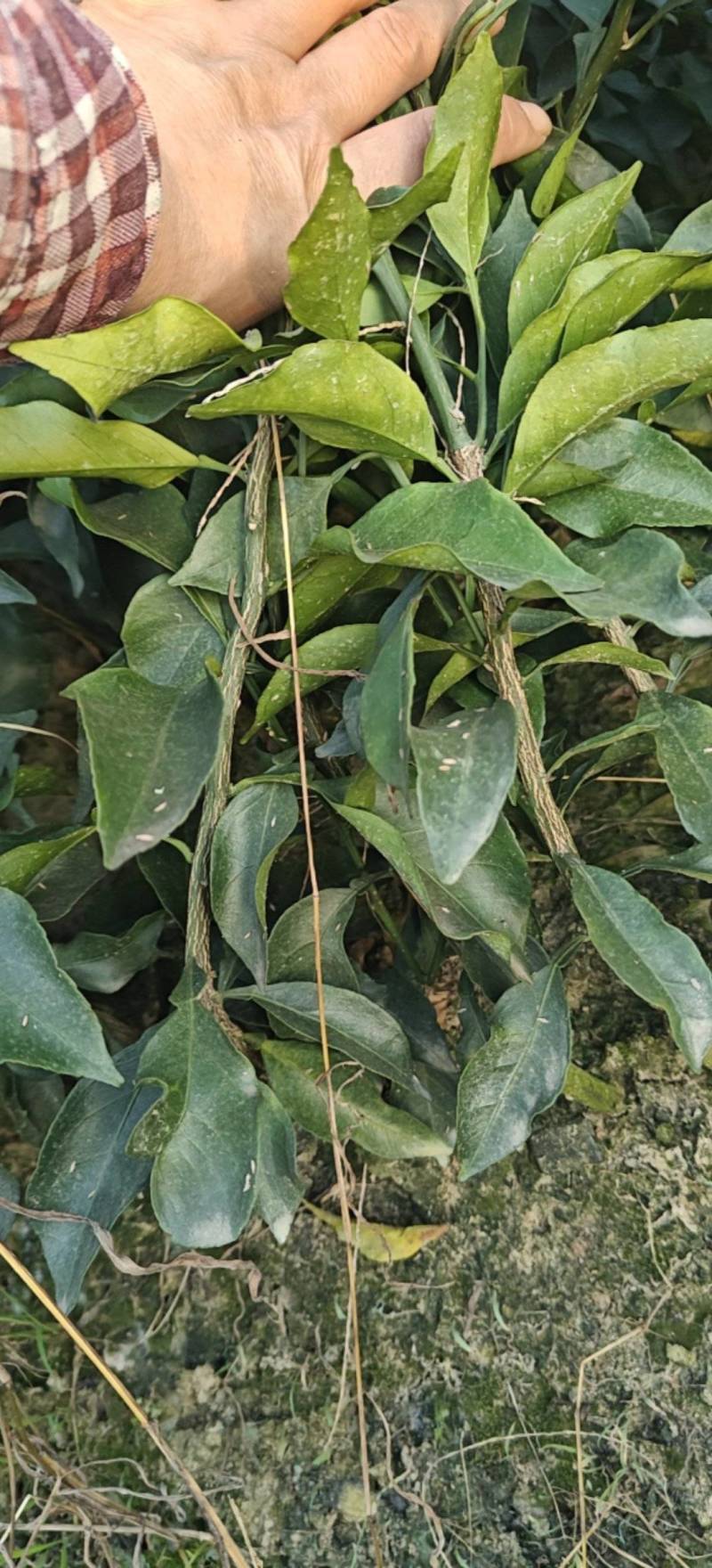 爱媛46号早熟耙耙柑阿蜜达苗