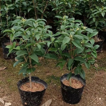 桂花苗丹桂金桂四季桂沉香桂，大小规格齐全