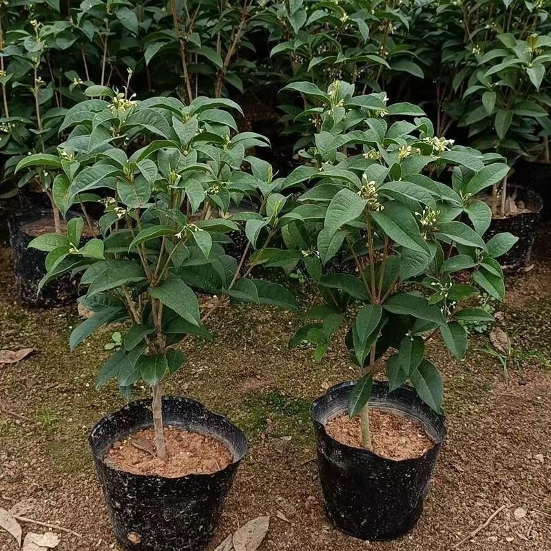 桂花苗丹桂金桂四季桂沉香桂，大小规格齐全