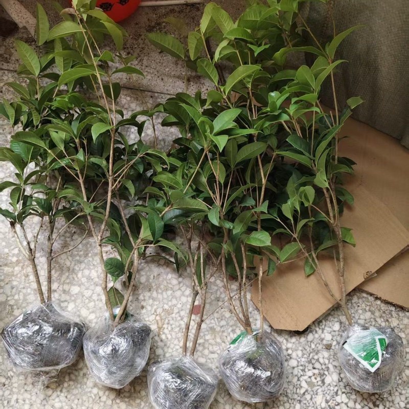 桂花苗丹桂金桂四季桂沉香桂，大小规格齐全