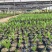 正宗海南槟榔种苗槟榔果苗大量供应可视频看货欢迎来电采