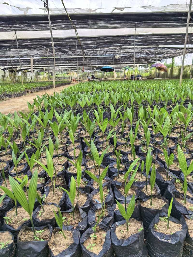 正宗海南槟榔种苗槟榔果苗大量供应可视频看货欢迎来电采
