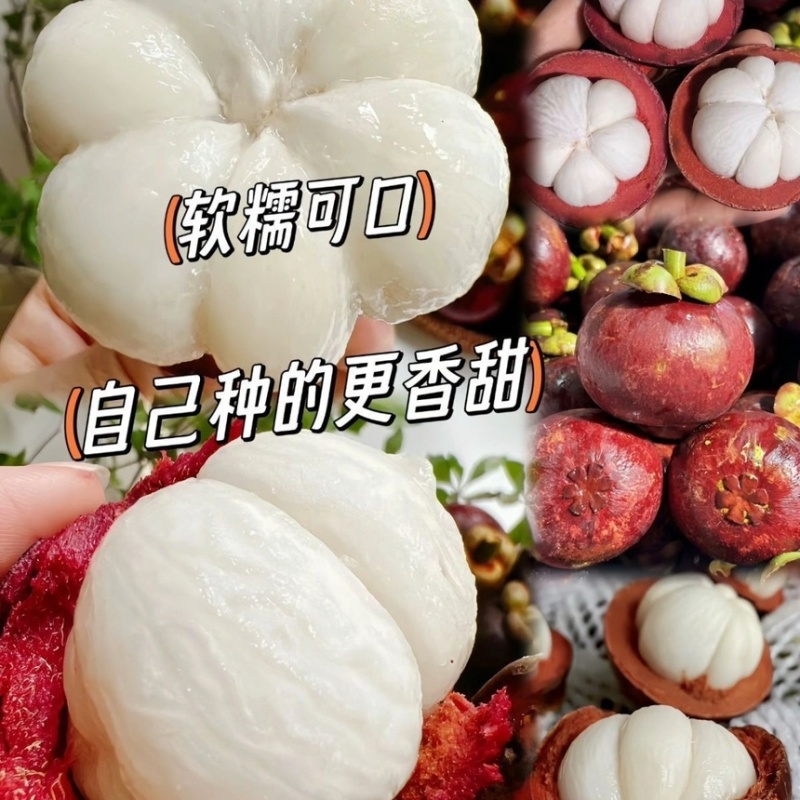 山竹树苗带土带叶全平台代发