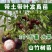 山竹树苗带土带叶全平台代发