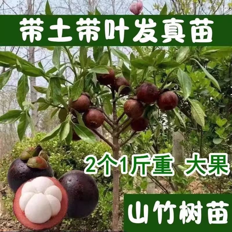 山竹树苗带土带叶全平台代发