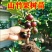 山竹树苗带土带叶全平台代发