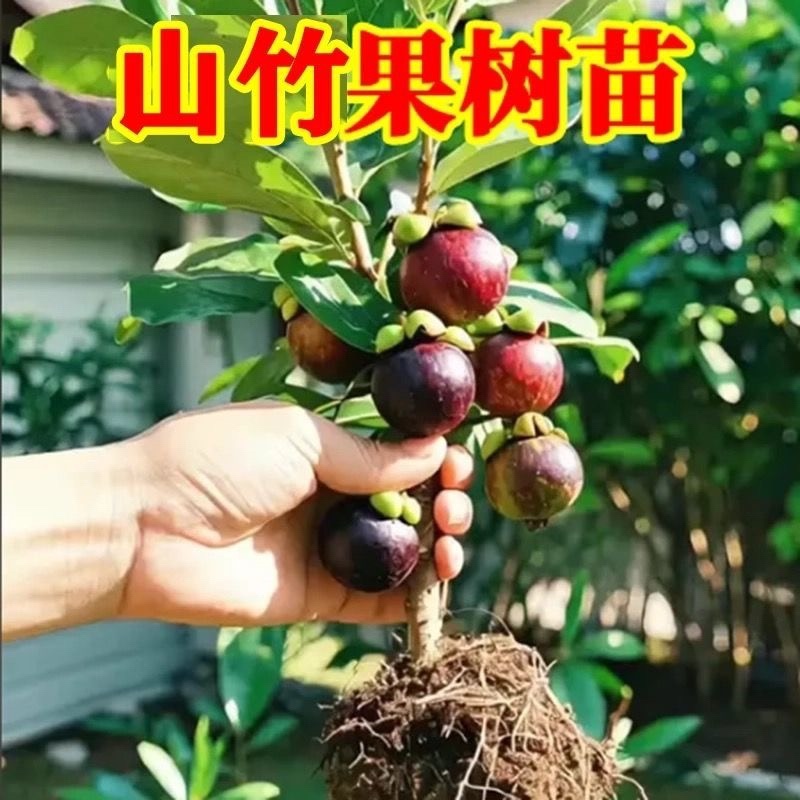 山竹树苗带土带叶全平台代发