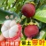 山竹树苗带土带叶全平台代发