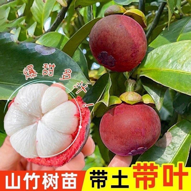 山竹树苗带土带叶全平台代发