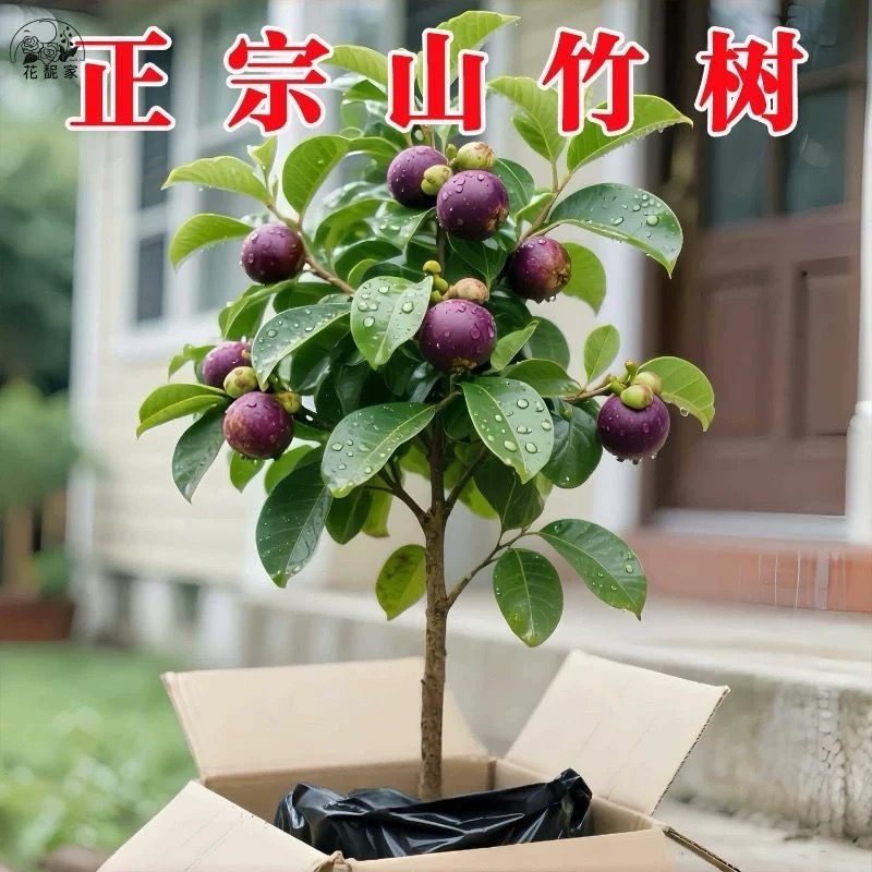 山竹树苗带土带叶全平台代发