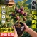 山竹树苗带土带叶全平台代发