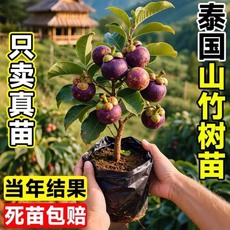 山竹树苗带土带叶全平台代发
