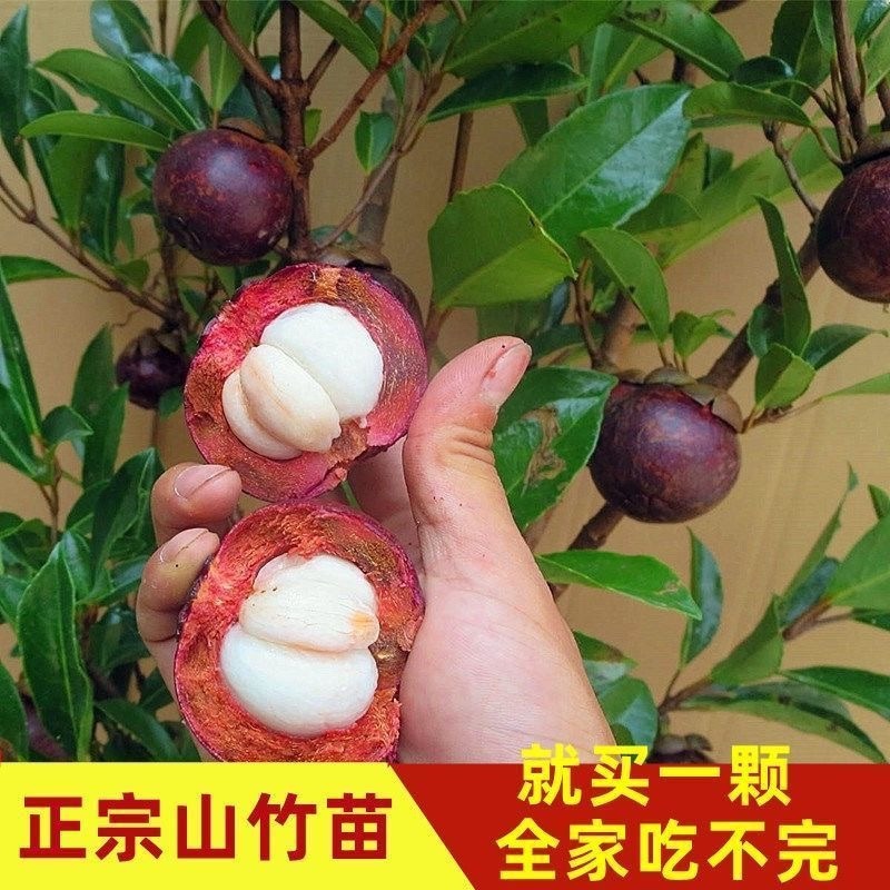 山竹树苗带土带叶全平台代发