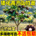 山竹树苗带土带叶全平台代发