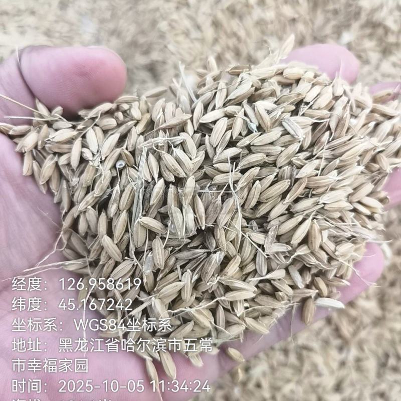 真真正正自家五常大米
