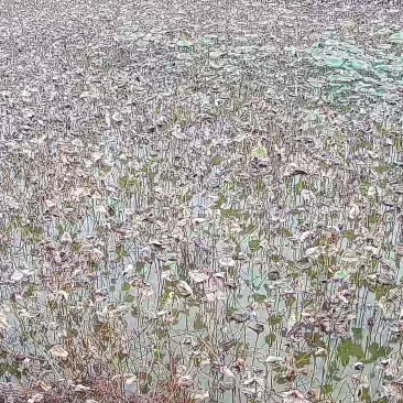 出售莲藕（塘里藕整收价格便宜有意者***********