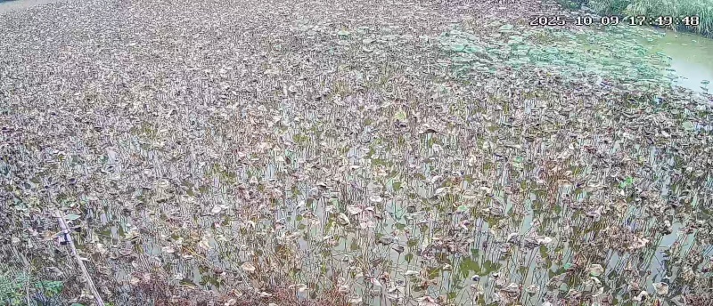 出售莲藕（塘里藕整收价格便宜有意者***********