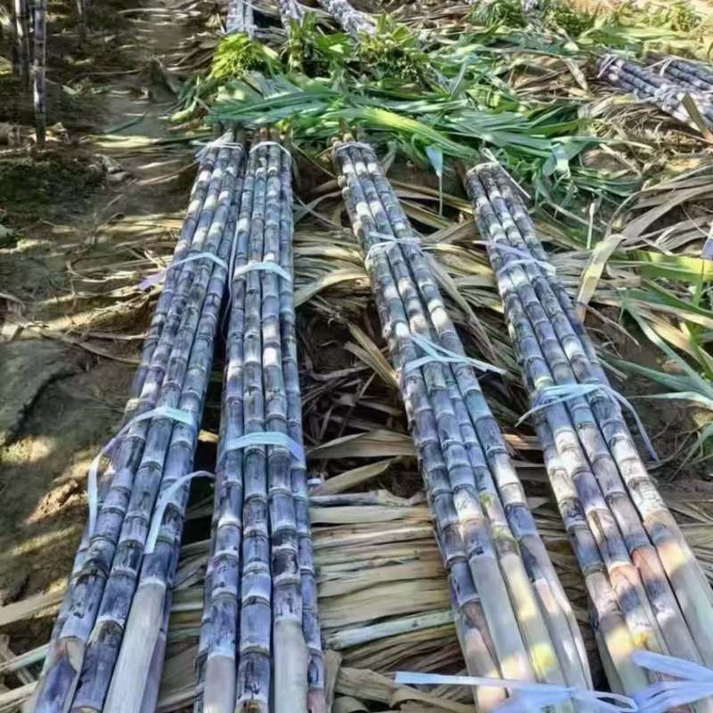 甘蔗黑皮甘蔗脆甜可口节长多汁现砍现发一手货源