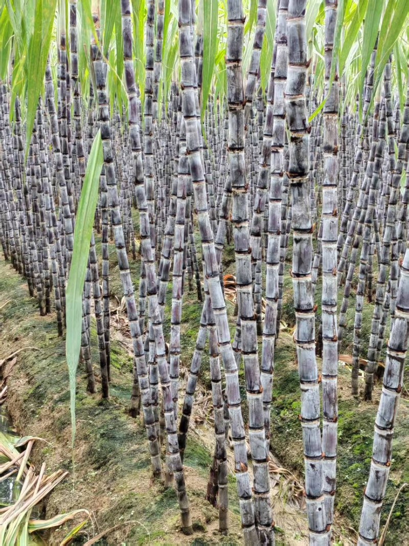 甘蔗黑皮甘蔗脆甜可口节长多汁现砍现发一手货源