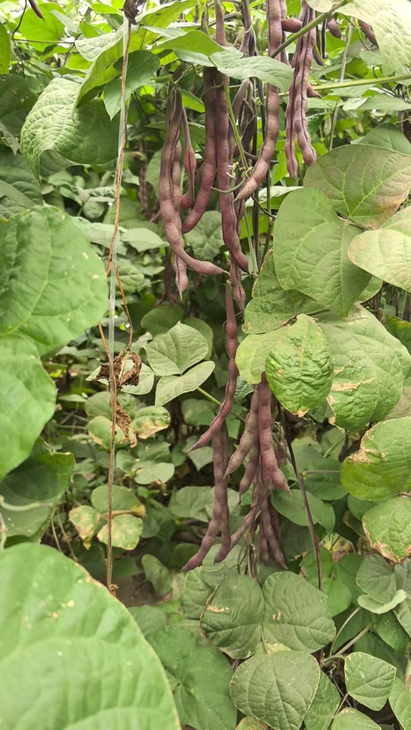 紫袍豆角大量上市