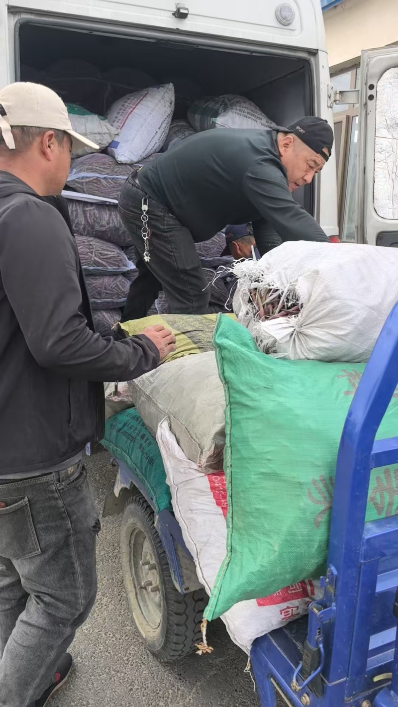 紫袍豆角大量上市