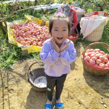 山东烟台栖霞红富士苹果