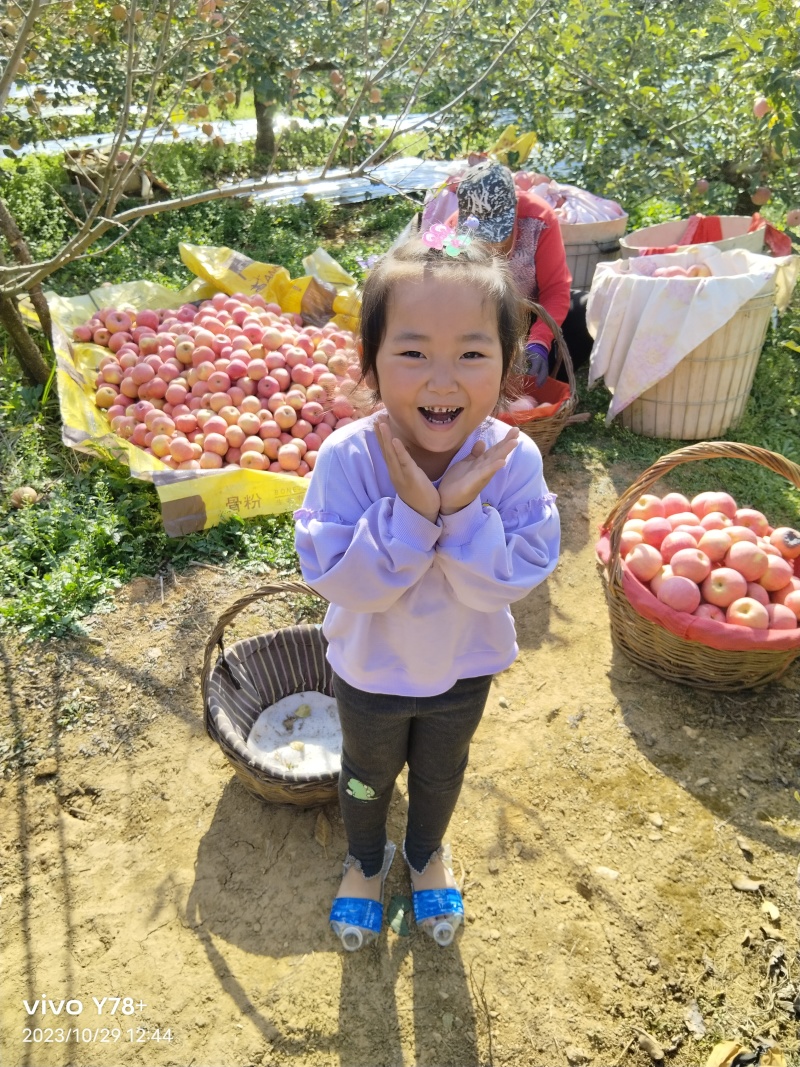 山东烟台栖霞红富士苹果