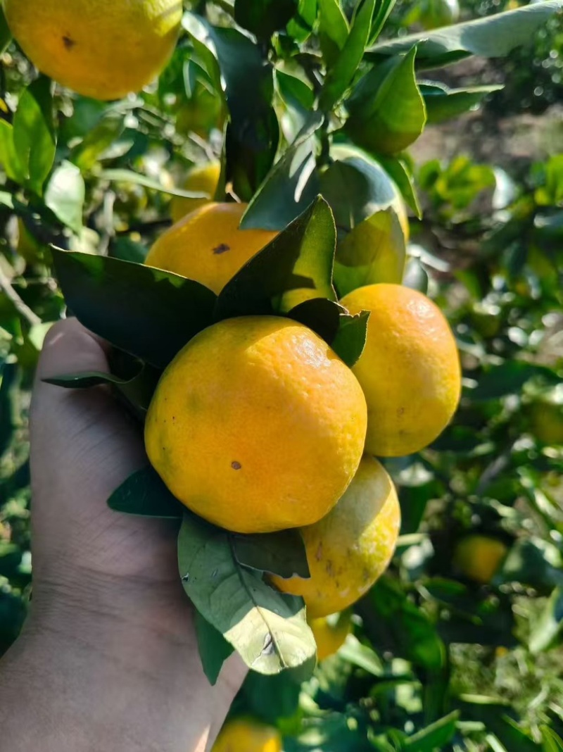 回龙圩特早蜜橘大量上市，价格美丽！可实地考察