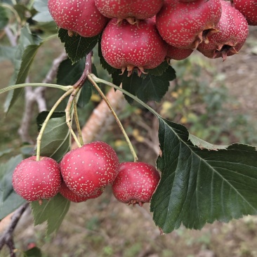 山楂，甜红子，大伍棱，大金星，