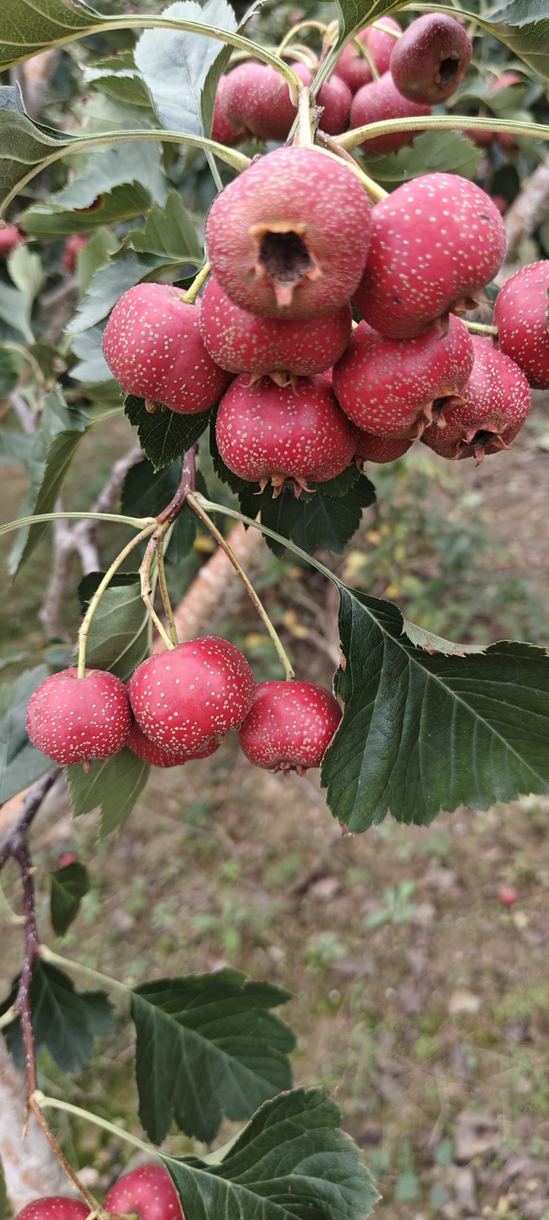 山楂，甜红子，大伍棱，大金星，