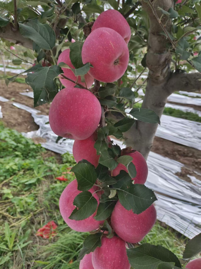 静宁县红富士大量上市欢迎采购有需要的电联