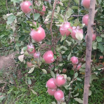 山西运城烟富8苹果