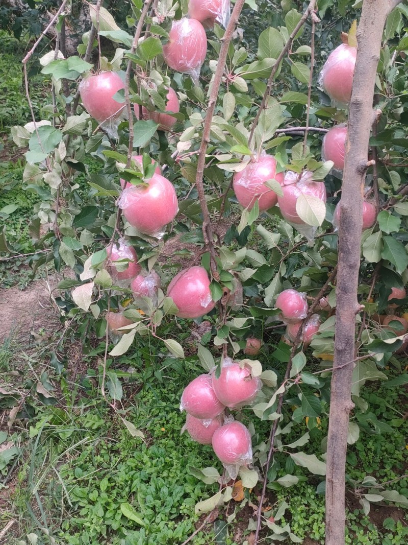 山西运城烟富8苹果