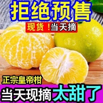 广西皇帝柑一件代发