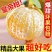 广西皇帝柑一件代发