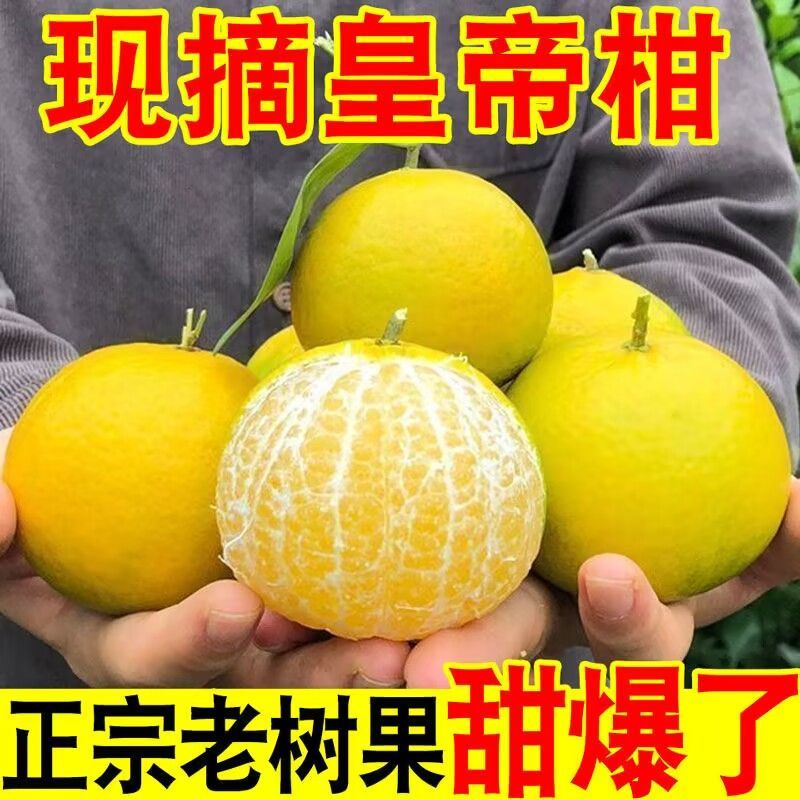 广西皇帝柑一件代发