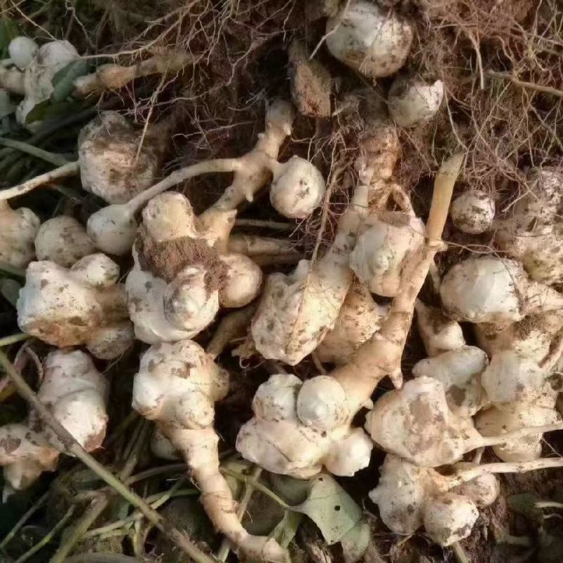 沙地洋姜菊芋鬼子姜高产种子商品货电商货海量货源