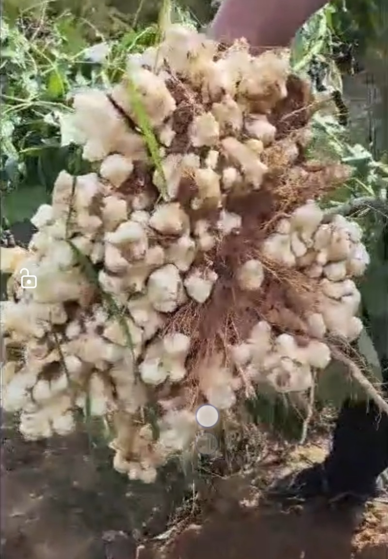 沙地洋姜菊芋鬼子姜高产种子商品货电商货海量货源