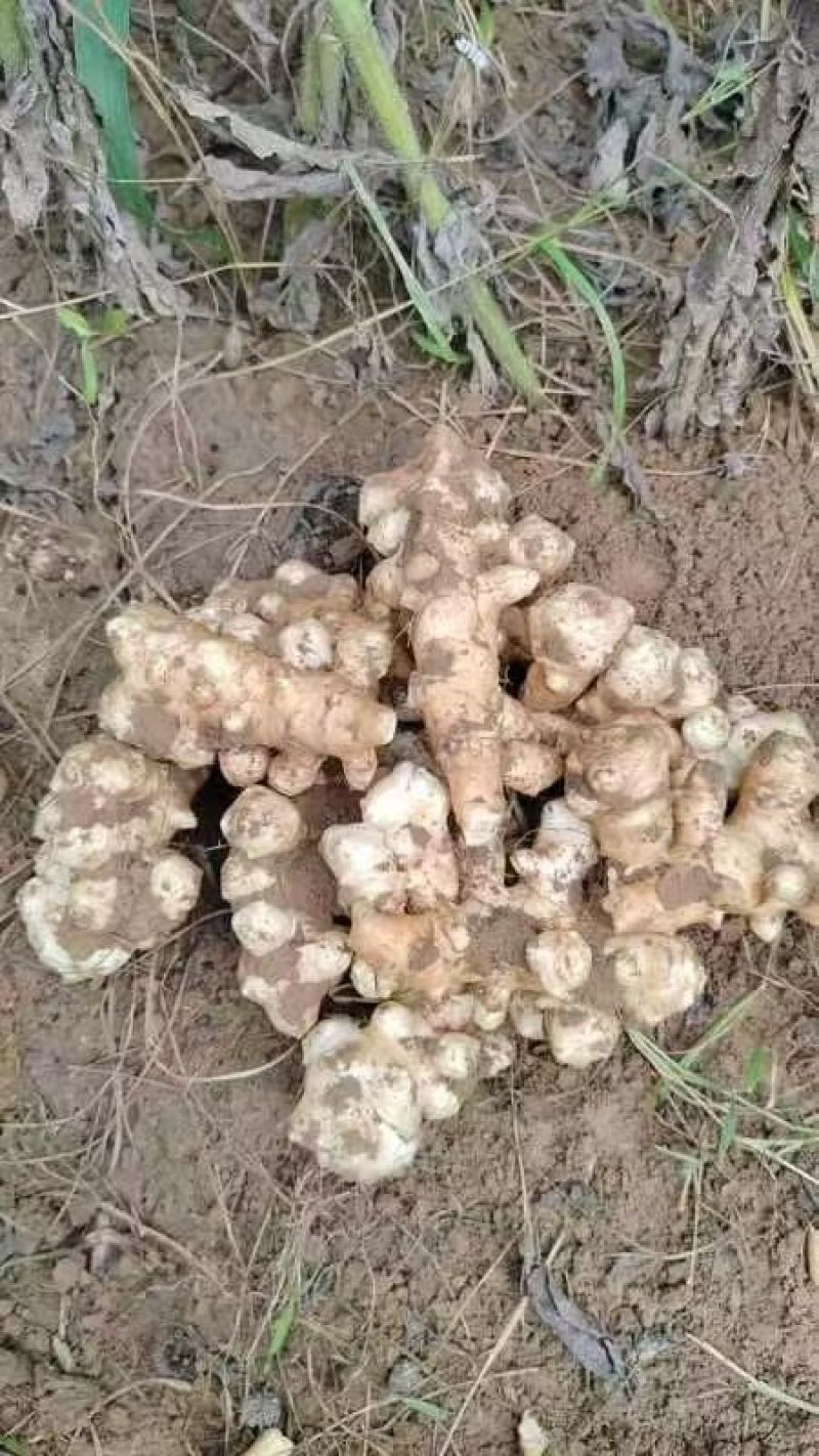 沙地洋姜菊芋鬼子姜高产种子商品货电商货海量货源