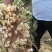 沙地洋姜菊芋鬼子姜高产种子商品货电商货海量货源