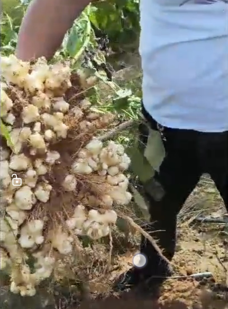 沙地洋姜菊芋鬼子姜高产种子商品货电商货海量货源