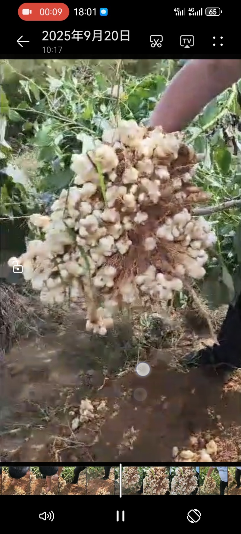 沙地洋姜菊芋鬼子姜高产种子商品货电商货海量货源