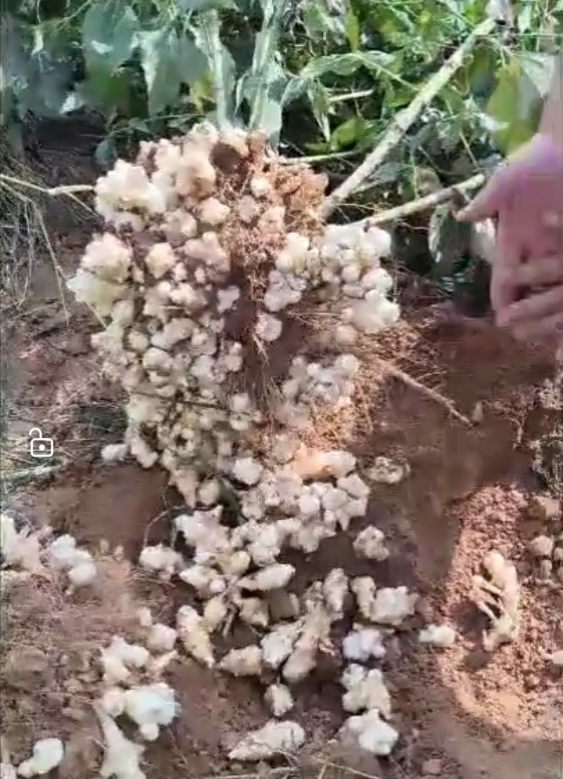 洋姜菊芋鬼子姜不辣姜白色红色早熟晚熟高产洋姜种子