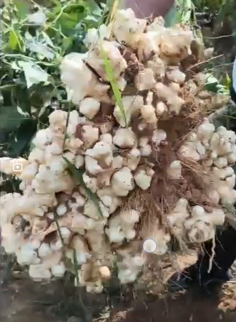 洋姜菊芋鬼子姜不辣姜白色红色早熟晚熟高产洋姜种子