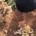 洋姜菊芋鬼子姜不辣姜白色红色早熟晚熟高产洋姜种子