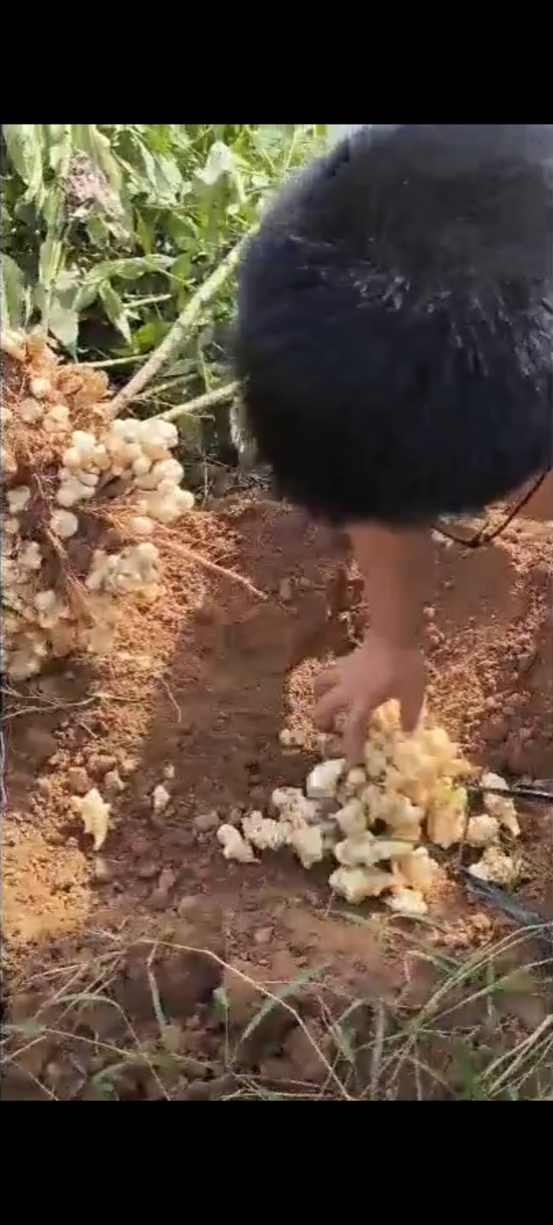 洋姜菊芋鬼子姜不辣姜白色红色早熟晚熟高产洋姜种子
