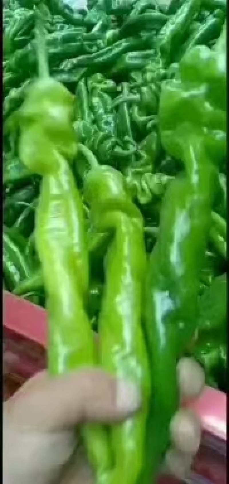 各种辣椒大量上市