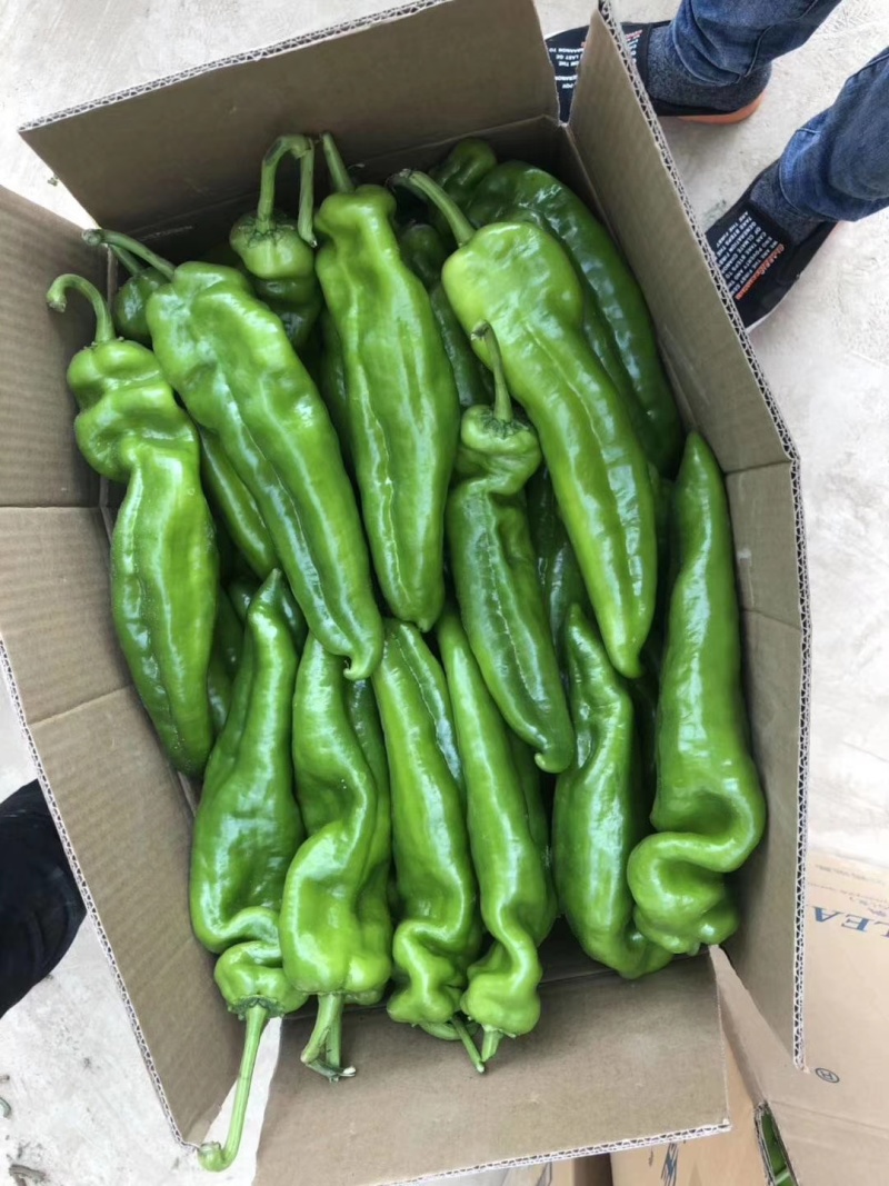 各种辣椒大量上市