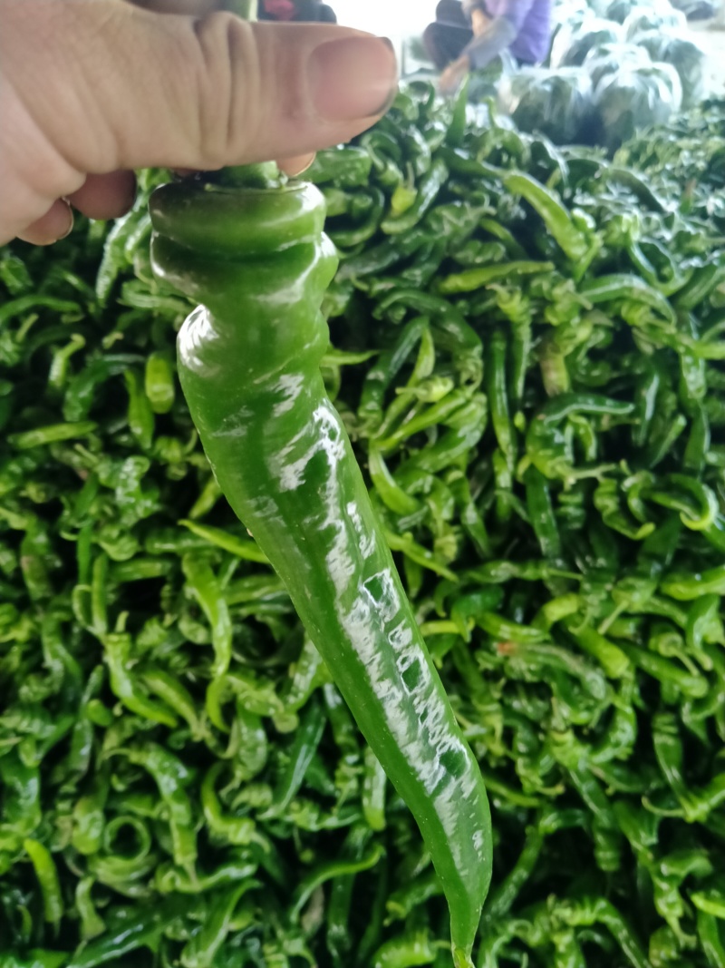 各种辣椒大量上市